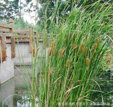 批發黃菖蒲 水生花卉植物金邊菖蒲苗 園林濕地綠化