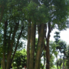 誠(chéng)信園林香樟信息，湖南精品香樟