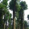 湖南益陽(yáng)誠(chéng)信園林 專業(yè)供應(yīng)湖南各種香樟 香泡 桂花 欒樹(shù) 廣玉蘭