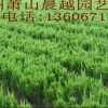 小龍柏