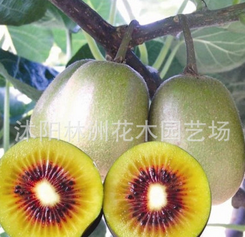 批發(fā)紅心獼猴桃樹苗 獼猴桃苗 汁多味甜 包成活