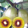 批發(fā)紅心獼猴桃樹苗 獼猴桃苗 汁多味甜 包成活
