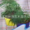 批發花卉種子 文竹種子 （約5-6粒）