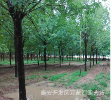 基地批發(fā)速生白蠟2cm3cm4cm5cm 老白蠟樹(shù) 綠化工程用白蠟樹(shù)易成活