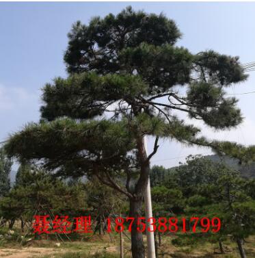 基地直銷景松公園綠化用景松保證成活率批發(fā)園林觀賞景松
