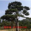 基地直銷景松公園綠化用景松保證成活率批發園林觀賞景松