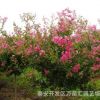 百日紅樹苗 供應優(yōu)質(zhì)工程綠化用百日紅樹苗 規(guī)格齊全