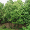 供應(yīng)香樟 櫸樹(shù) 無(wú)患子 重陽(yáng)木 杜英 水杉 楓香 欒樹(shù)