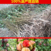 桃形李樹苗/正宗嵊州金庭桃形李苗/桃形李小苗/桃形李苗