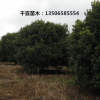 楊梅樹(shù)批發(fā) 3-30公分綠化楊梅 浙江楊梅供應(yīng)行情