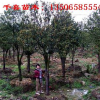 金桔大樹(shù) 金華金桔產(chǎn)地 供應(yīng)求購(gòu)金桔樹(shù)就到浙江千喜苗木
