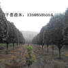 桂花小苗 桂花產(chǎn)地 江蘇桂花行情 桂花求購(gòu)就來(lái)千喜苗木