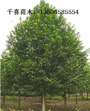 供應福建樂昌含笑 福州樂昌含笑價格發布