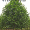 供應(yīng)福建樂(lè)昌含笑 福州樂(lè)昌含笑價(jià)格發(fā)布