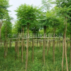 廣東地區藍花楹6分-15分
