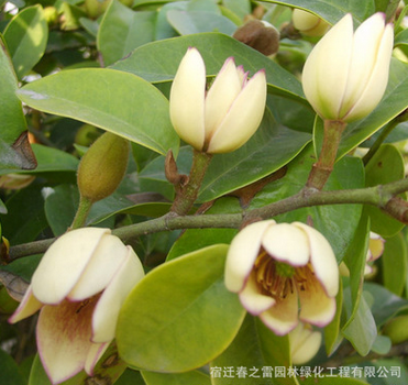 含笑苗批發(fā)工程綠化苗木庭院盆栽觀賞花卉含笑小苗 凈化空氣