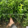 冬青球 球類綠化苗木 種植基地直銷 質(zhì)優(yōu)價(jià)廉
