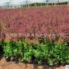 綠化苗木基地供應(yīng)紅葉小檗 紅葉小檗種苗 綠化專用