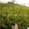 供應(yīng)金葉女貞小苗 工程綠化公園花壇黃色女貞小苗彩色灌木植物