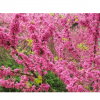 批發(fā)紫荊綠化紫荊山東紫荊