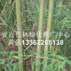 淡竹 淡竹是不是就是粉綠竹呢 是粉綠竹