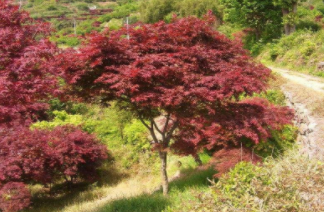 【供應】浙江金華急售紅楓4--9公分美國紅楓
