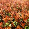 【供應(yīng)】本場(chǎng)現(xiàn)大量供應(yīng)紅葉石楠小杯苗
