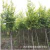 優質金葉榆樹苗批發 金葉榆樹行道樹 耐寒耐旱庭院綠化苗木規格全