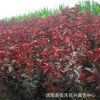 供應(yīng)優(yōu)質(zhì)紅葉李 易活易種植紅葉李 工程園林綠化 紅葉李樹規(guī)格齊