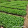 批發(fā)大葉黃楊苗 工程綠化苗 優(yōu)質(zhì)大葉黃楊耐寒綠籬規(guī)格齊全