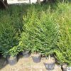 廠家直供南方紅豆杉 室內(nèi)紅豆杉盆栽植物 可凈化空氣 常綠樹苗