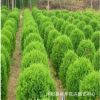 批發檜柏小苗 四季常青綠化檜柏小苗 規格齊全 根系發達