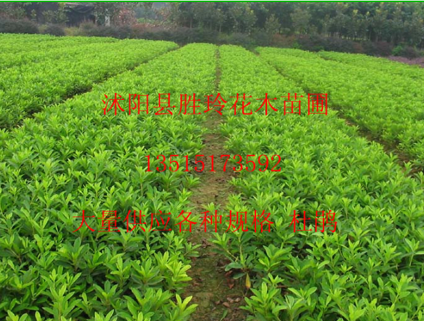 各種規格 杜鵑