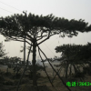 各種規(guī)格黑松造型松、山東造型黑松批發(fā)、口碑好的山東造型松基地