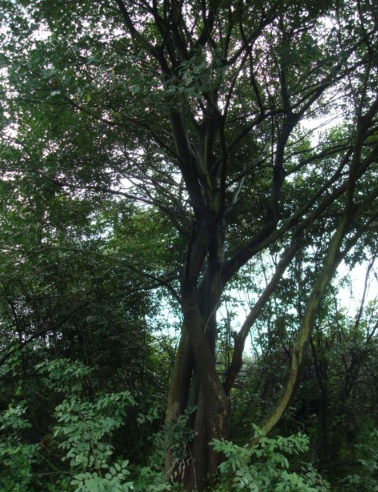 叢生樸樹