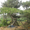 造型油松8cm-50cm、山東造型油松基地、山東造型黑松批發(fā)