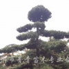 羅漢松