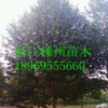 供應18-20-25-30公分樂昌含笑