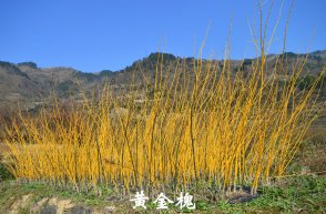 供應黃金槐小苗