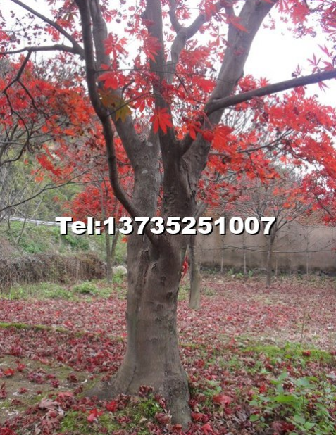 浙江紅楓基地，新昌紅楓基地直銷