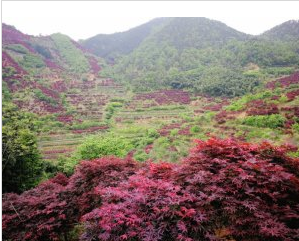 供應紅楓，垂絲海棠，紅豆杉，櫻花，藍莓，雞爪槭
