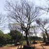 供應優質工程綠化苗木樸樹小苗園林綠化苗木樸樹苗風景樹規格全