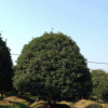 桂花、樂昌含笑、紅楓、廣玉蘭、紅白黃玉蘭、無患子