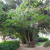 供應(yīng)苗圃直銷行道樹苗 園林綠化樹風(fēng)景樹