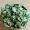 網(wǎng)紋草，室內(nèi)耐陰觀葉植物，抗擊霧霾，辦公伙伴