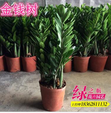 批發(fā)盆栽植物 金錢樹 可水培辦公室花卉 室內(nèi)進(jìn)化空氣防輻射