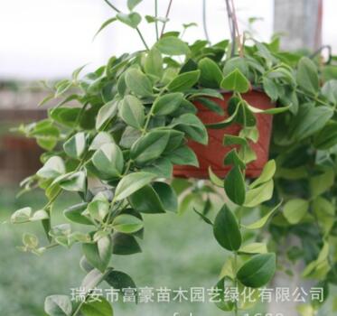 批發室內盆栽花卉 凈化空氣客廳擺放 吊蘭植物口紅吊蘭盆栽