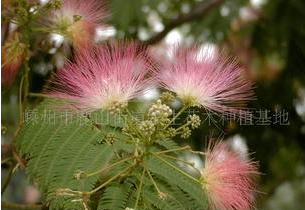 嵊州種植基地供應合歡樹苗木