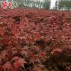 綠化苗木批發(fā) 日本紅楓 紅舞姬 園林道路綠化樹苗 紅舞姬
