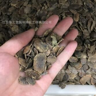 黃花梨種子 別名黃檀種子 降香黃檀種子 珍貴樹(shù)種檀香